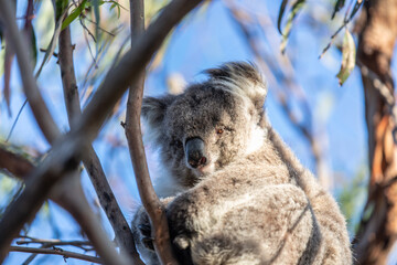 Koala Relaxing High Up in the Tree Canopy