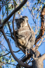 Koala Relaxing High Up in the Tree Canopy