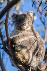 Koala Relaxing High Up in the Tree Canopy