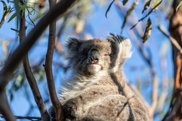 Koala Relaxing High Up in the Tree Canopy