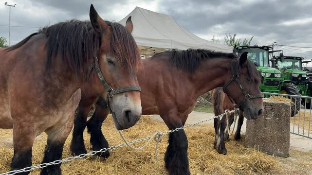Two large brown draft horses with harnesses stand on straw bedding