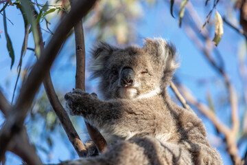 Koala Relaxing High Up in the Tree Canopy