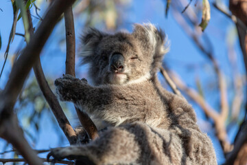 Koala Relaxing High Up in the Tree Canopy