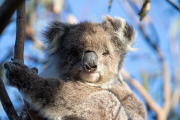 Obraz premium Koala Relaxing High Up in the Tree Canopy