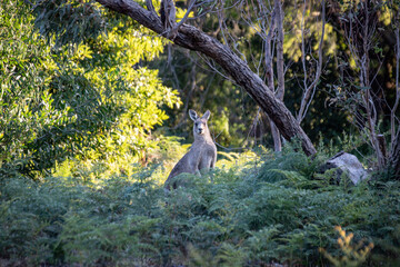 Kangaroo Standing in Natural Habitat with Lush Greenery