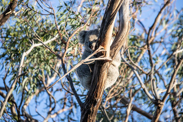 Koala Resting Peacefully in a Eucalyptus Tree at Evening Time, Raymond Island, Australia © Bossa Art