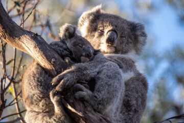 Mother and Baby Koala Hugging on a Tree Branch, Raymond Island, Australia © Bossa Art