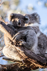 Mother and Baby Koala Hugging on a Tree Branch, Raymond Island, Australia