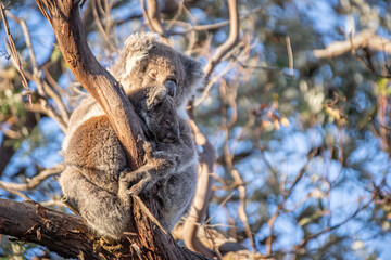 Mother and Baby Koala Hugging on a Tree Branch, Raymond Island, Australia