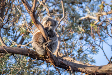 Mother and Baby Koala Hugging on a Tree Branch, Raymond Island, Australia