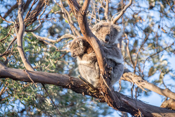 Mother and Baby Koala Hugging on a Tree Branch, Raymond Island, Australia