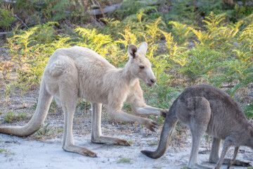 Two Kangaroos Interacting in Their Natural Habitat