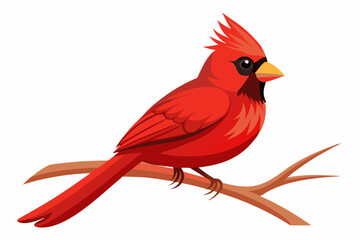 Northern cardinal bird sitting on the branch a white background 