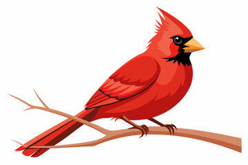 Northern cardinal bird sitting on the branch a white background 