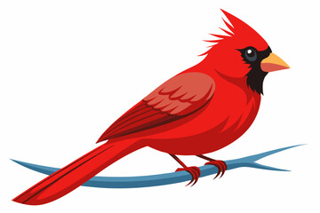 Northern cardinal bird sitting on the branch a white background