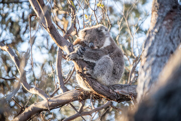Loving Koala Mother Cuddling Her Joey in a Eucalyptus Tree