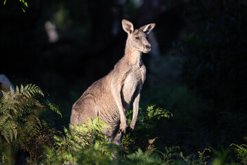 Kangaroo Standing Proudly Among Forest Ferns