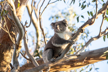 australia, victoria, travel, nature, melbourne, raymond island, wildlife, animal, australian wildlife, koala, koala resting, eucalyptus tree, marsupials, wildlife photography, koala in tree, natural h