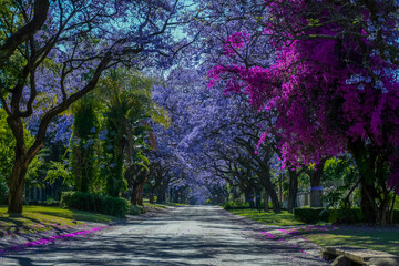 Jacaranda trees in full bloom lined in a pretoria street south africa during spring