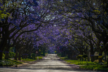 A picturesque street lined with vibrant purple jacaranda trees in full bloom in pretoria south...