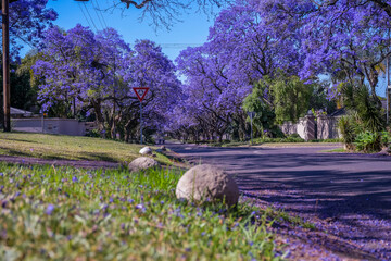 Jacaranda trees in full bloom lined in a pretoria street south africa during spring