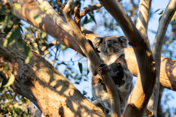 Fototapeta premium Koala Resting Peacefully in a Eucalyptus Tree at Evening Time, Raymond Island, Australia