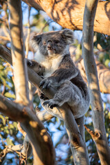Koala Resting Peacefully in a Eucalyptus Tree at Evening Time, Raymond Island, Australia