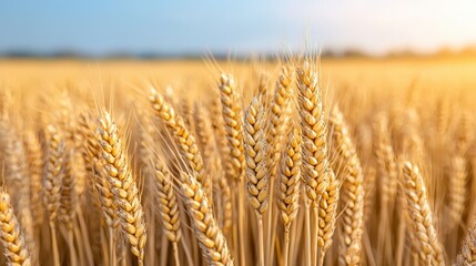 Naklejka premium Golden Wheat Field Close up at Sunset