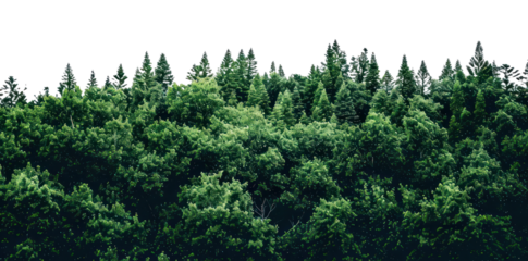 PNG Lush evergreen forest landscape view