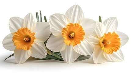 bouquet of daffodils