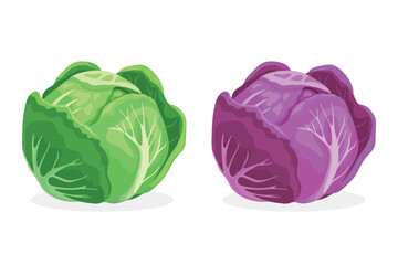 Obraz premium Vector Flat Cartoon Style Colorful Cabbage Set. Detailed Green and Purple Cabbage Head Illustration. Vegetable Icons. Cartoon Colorful Cabbage