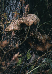 dry leaves