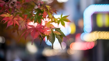 Fototapeta premium Colorful leaves with bokeh and blurred cityscape background