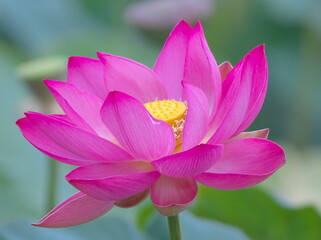 Fototapeta premium 満開の蓮