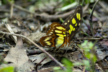 mariposas