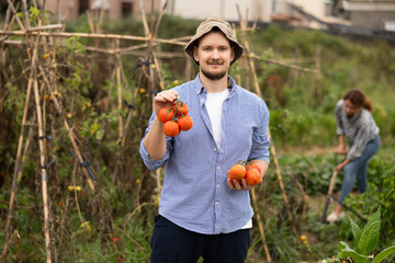 Lot of ripe tomatoes barely fit in hands of young man. Male peasant checkered shirt collects...