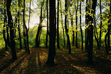 Obraz premium autumn in the forest