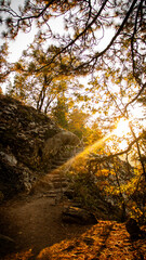 Fototapeta premium sunset in the forest
