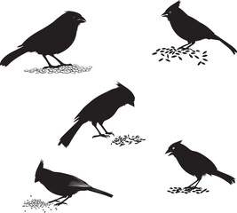 Silhouette of a cardinal feeding on seeds, birds eating collection