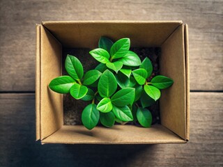 Eco-Friendly Minimal Concept: Green Leaves Sprouting from Recycled Cardboard Box Top View Photography