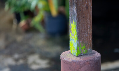 green moss on the wood pole in the garden with blurred background.