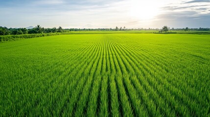 Lush green rice field under a bright sky, showcasing rows of vibrant crops and a peaceful rural setting.