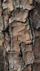 Tree Bark