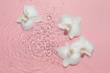 Beautiful orchid flowers in water on pink background, flat lay