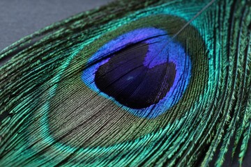 Fototapeta premium Beautiful bright peacock feather on table, closeup