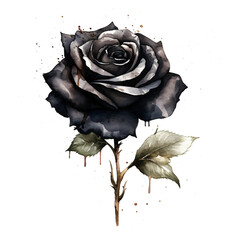  Watercolor black rose isolated on white and transparent background.