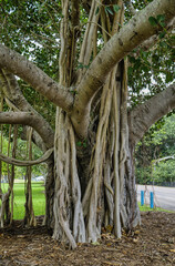 Obraz premium Banyan fig tree