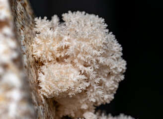 Hericium erinaceus Lion's-mane Mushroom