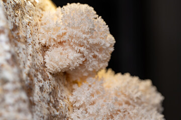 Hericium erinaceus Lion's-mane Mushroom