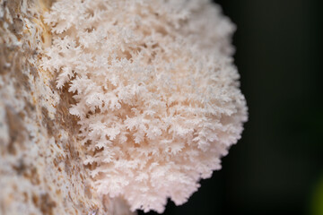Hericium erinaceus Lion's-mane Mushroom